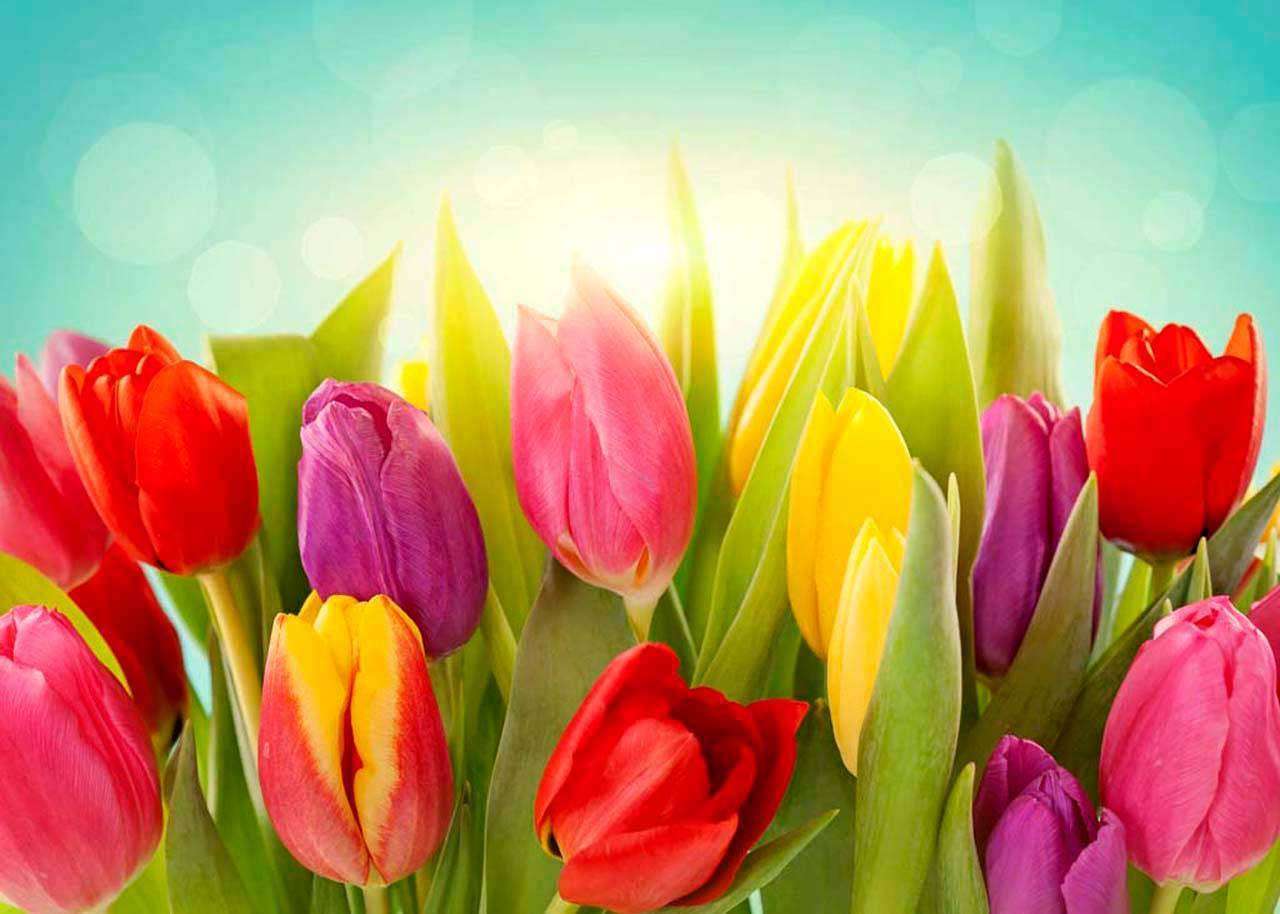 Фотообои в интерьере яркие тюльпаны  4-049 фото