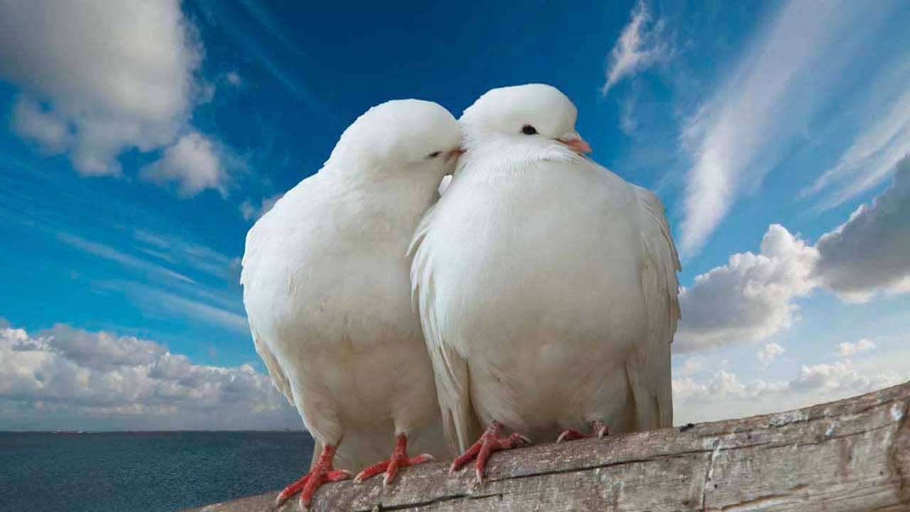 Фотообои в интерьере голуби  4-175 фото