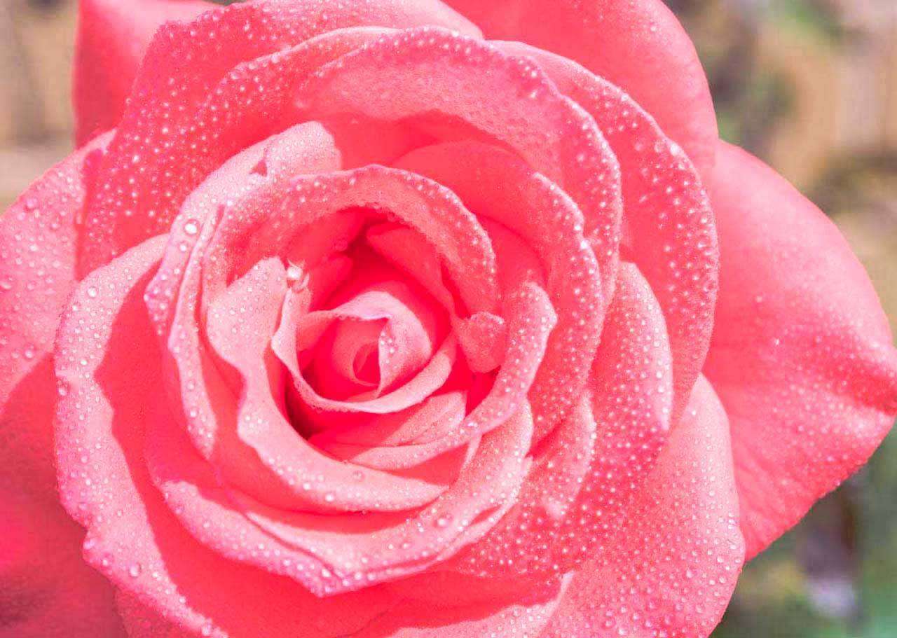 Фотообои в интерьере цветок розы с каплями росы  10-265 фото