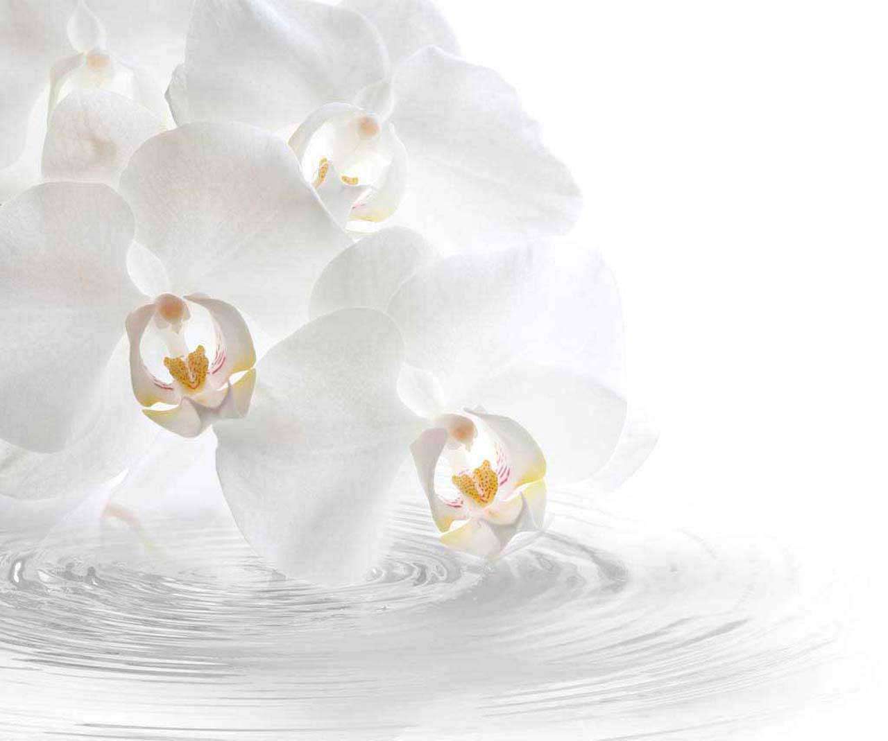 Фотообои в интерьере белая орхидея на воде  10-153 фото