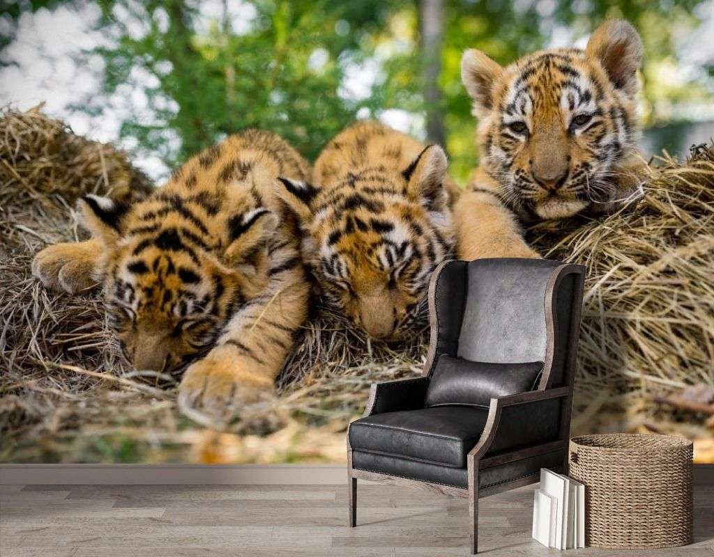 Фотообои в интерьере тигрята  9-2066 фото