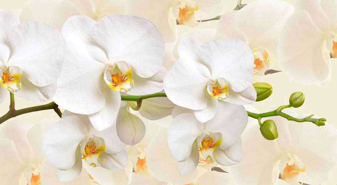 Фотообои в интерьере белая орхидея пленительная  10-162 фото