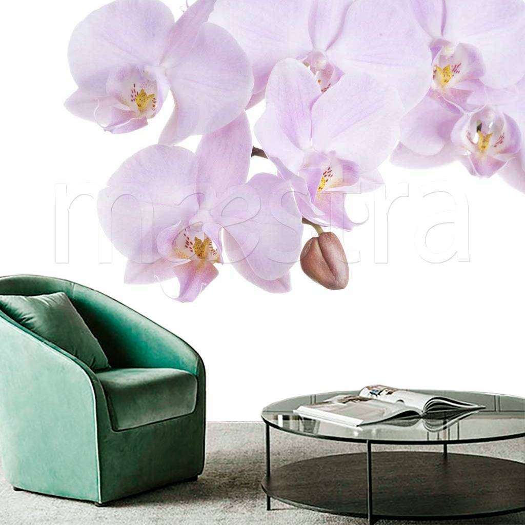 Фотообои Ветка орхидеи красивая  10-154