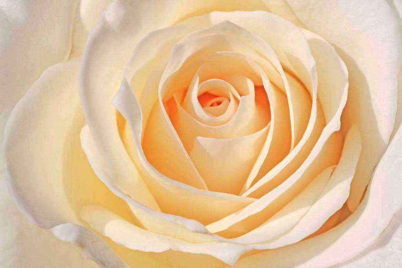 Фотообои в интерьере чайная роза пышная  10-240 фото