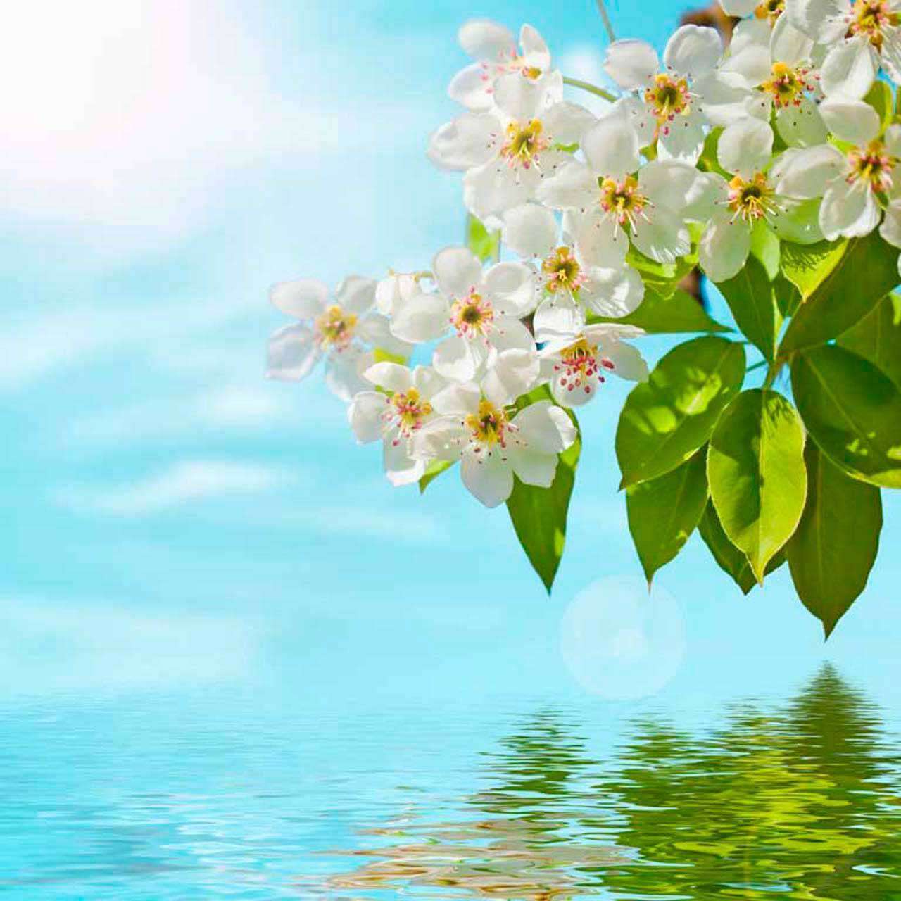 Фотообои в интерьере веточка вишни над водой  10-114 фото