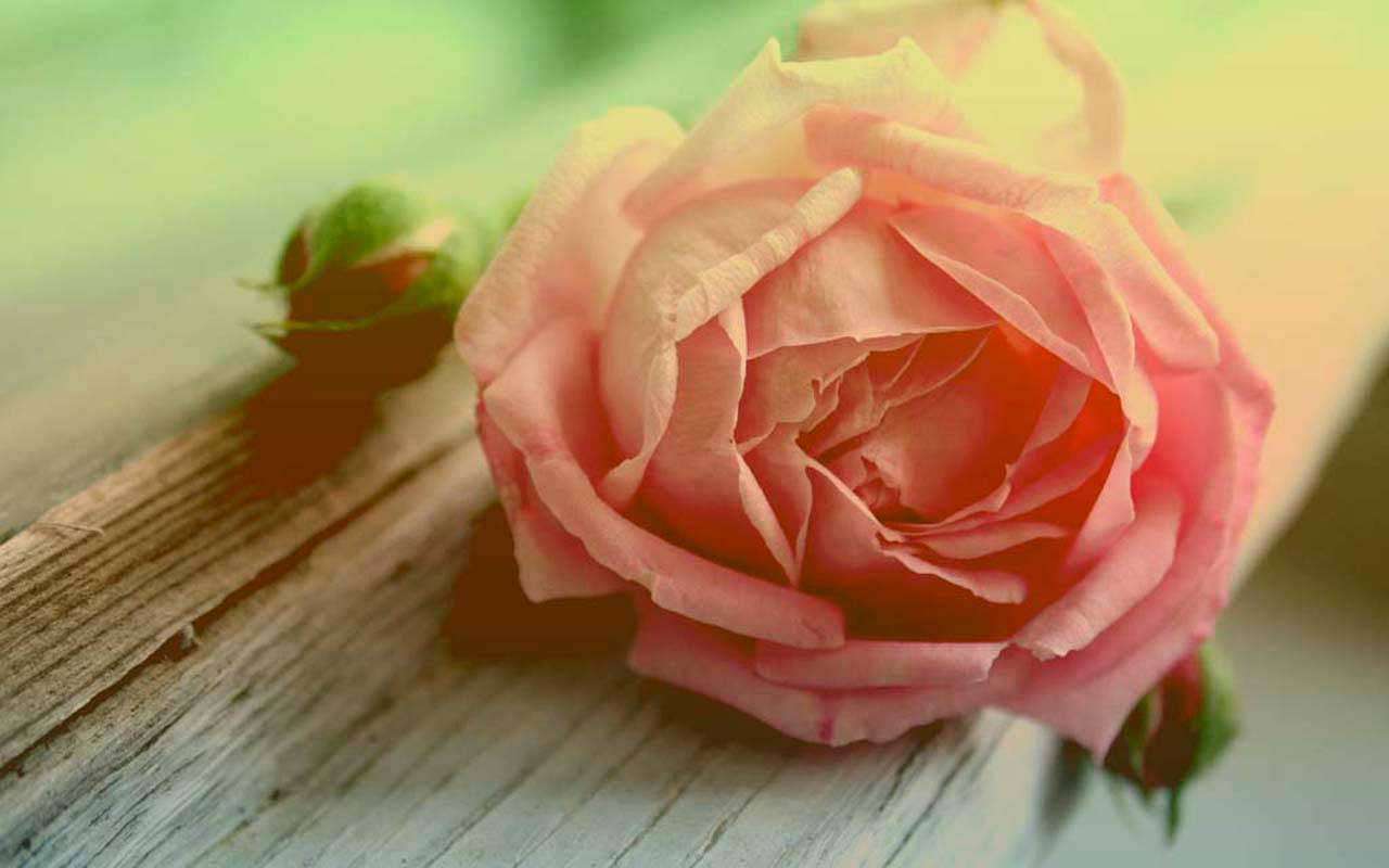 Фотообои в интерьере нежная роза на фоне дерева  3-202 фото