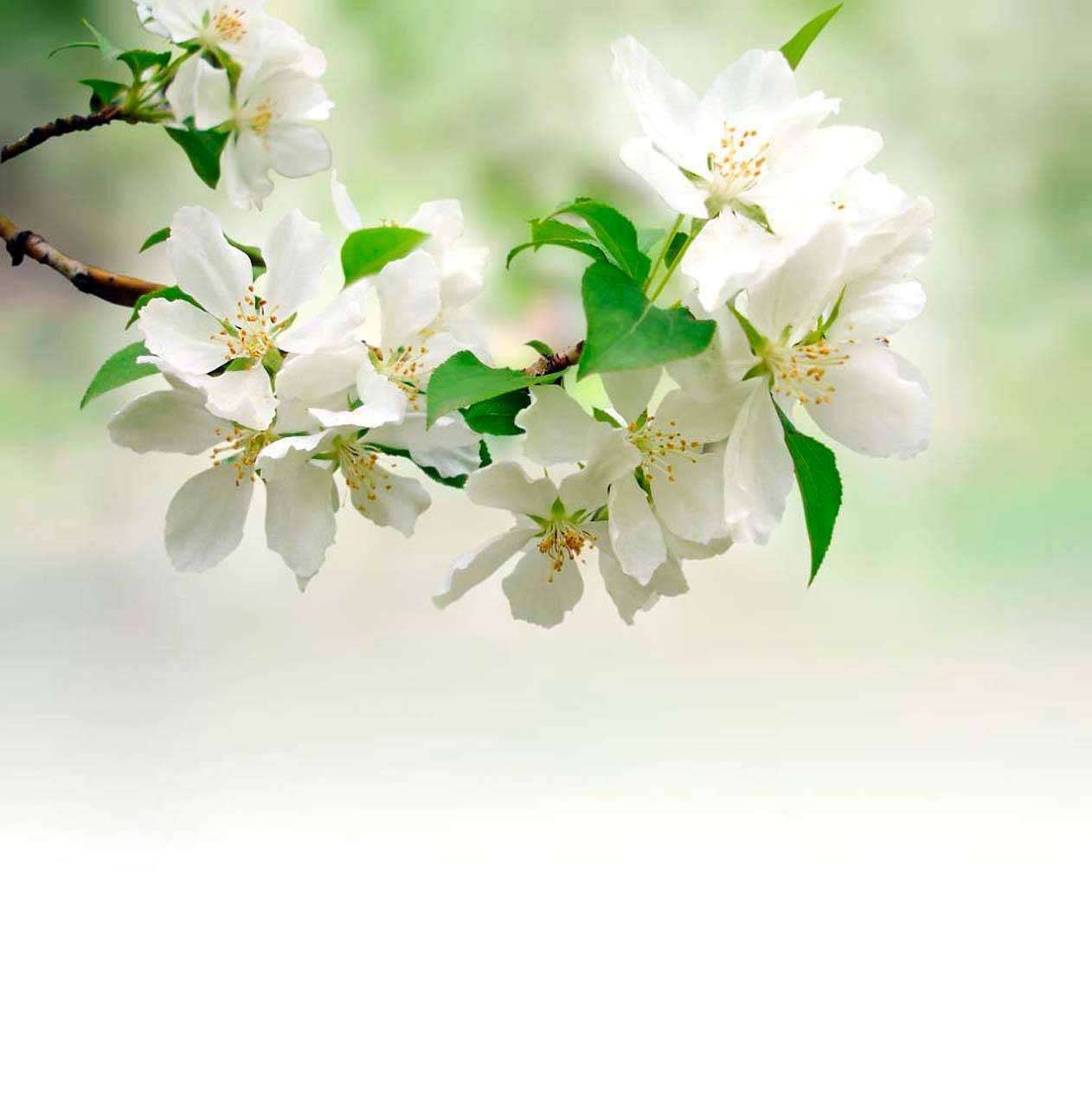 Фотообои в интерьере цветущая ветка яблони  4-079 фото