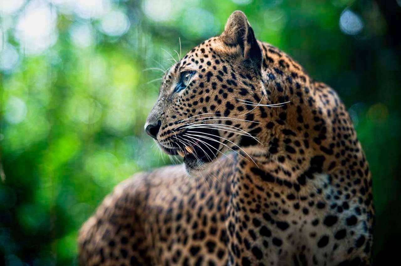 Фотообои в интерьере леопард в лесу  4-161 фото