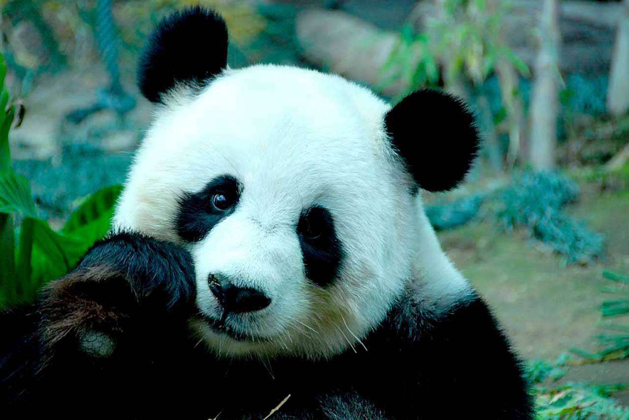 Фотообои в интерьере коала  4-169 фото