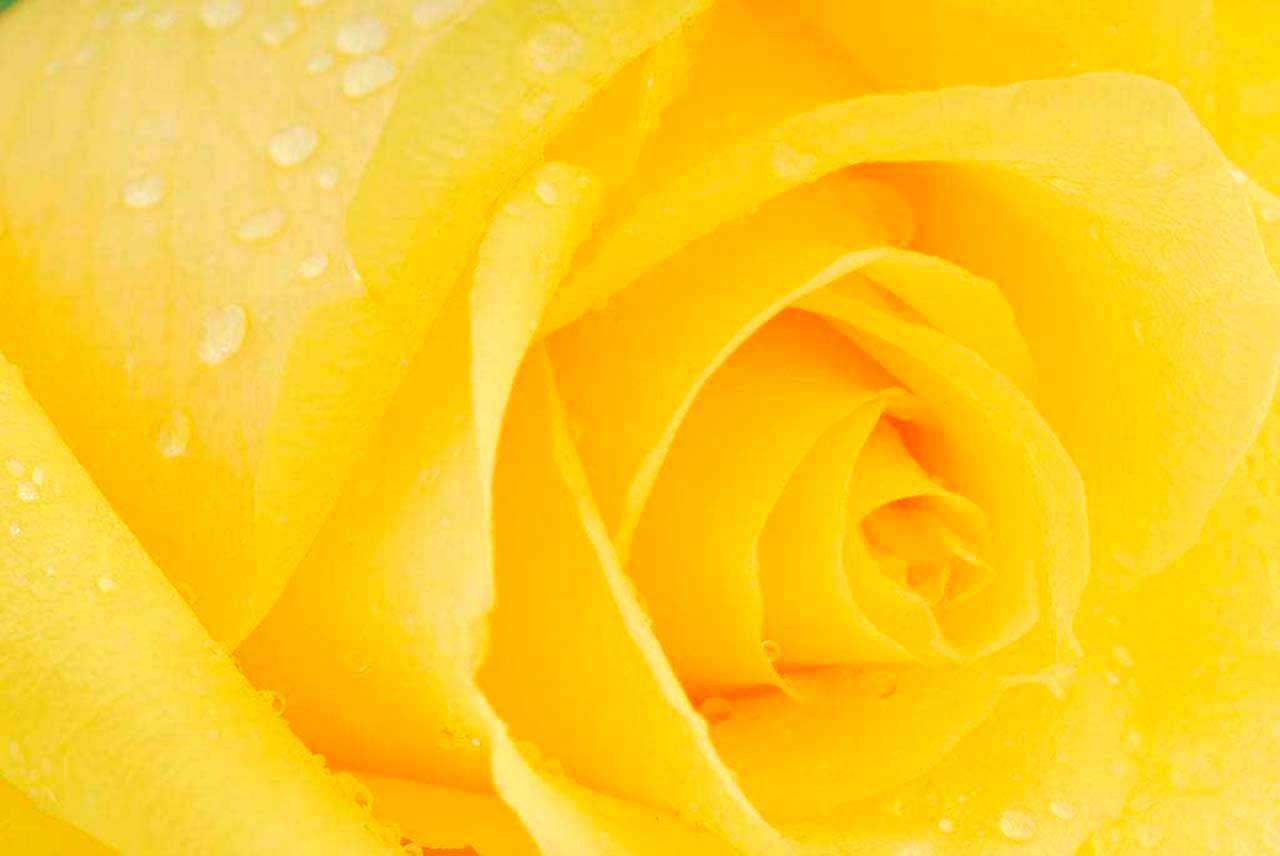 Фотообои в интерьере желтые розы художественные  10-300 фото