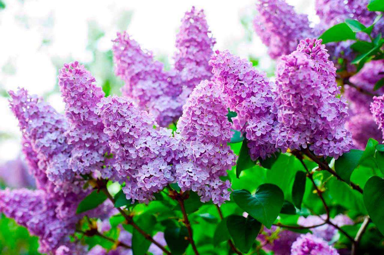 Фотообои в интерьере сиреневая весна  10-051 фото