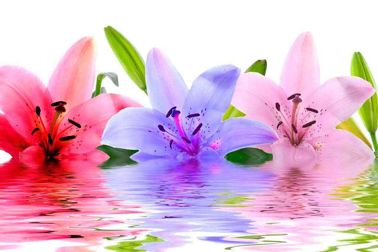 Фотообои в интерьере цветные лилии  10-381 фото