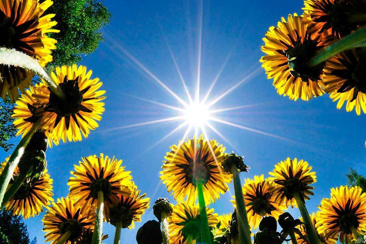 Фотообои в интерьере желтые одуванчики 3д и лучи солнца на небе  9-346 фото