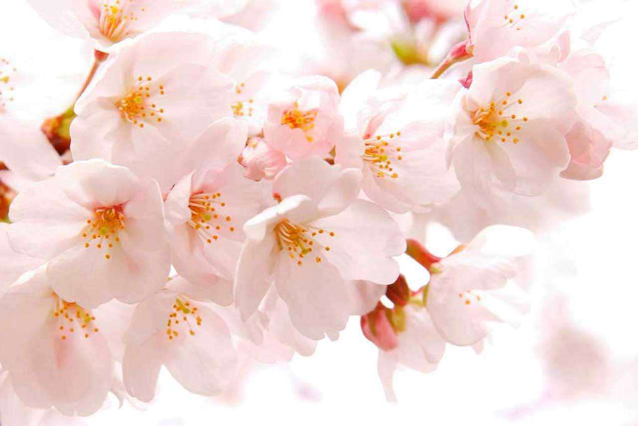 Фотообои в интерьере пушистая ветка сакуры  10-027 фото