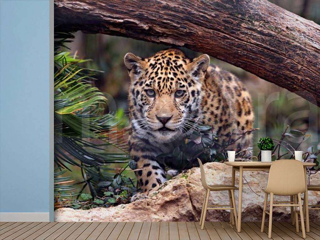 Фотообои Дикая кошка  9-265