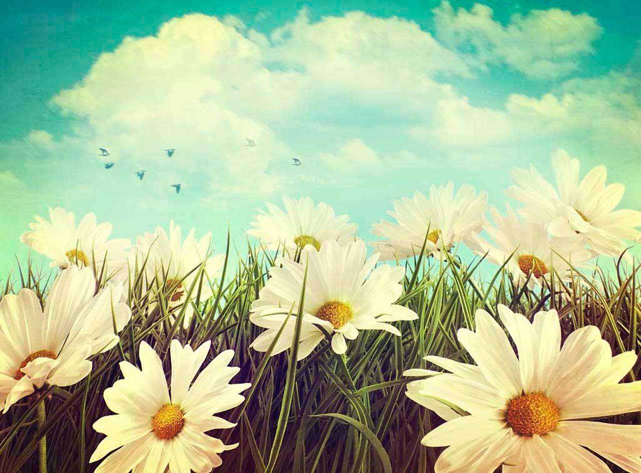 Фотообои в интерьере милые ромашки  10-337 фото