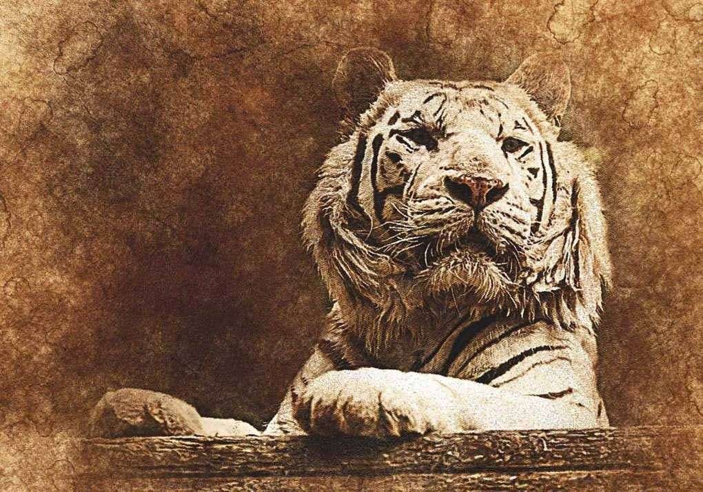 Фотообои в интерьере белый тигр  17-4336 фото