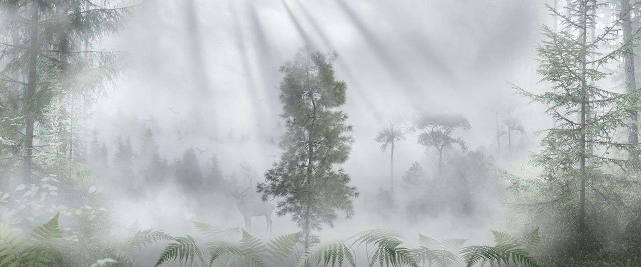Фотообои в интерьере лучи солнца в туманном лесу  13-465 фото