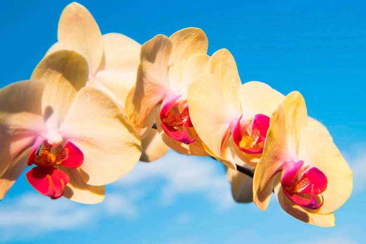 Фотообои в интерьере желтая орхидея на фоне неба  10-178 фото