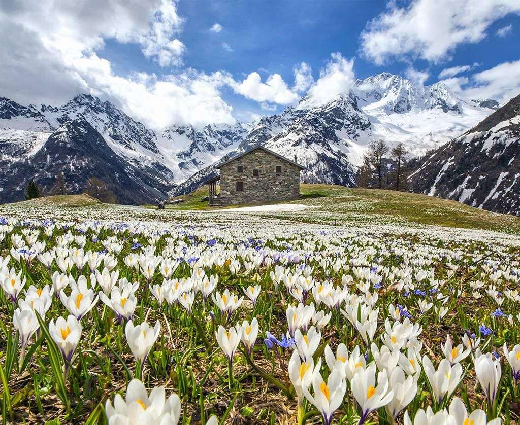 Фотообои в интерьере альпийский луг  9-1678 фото