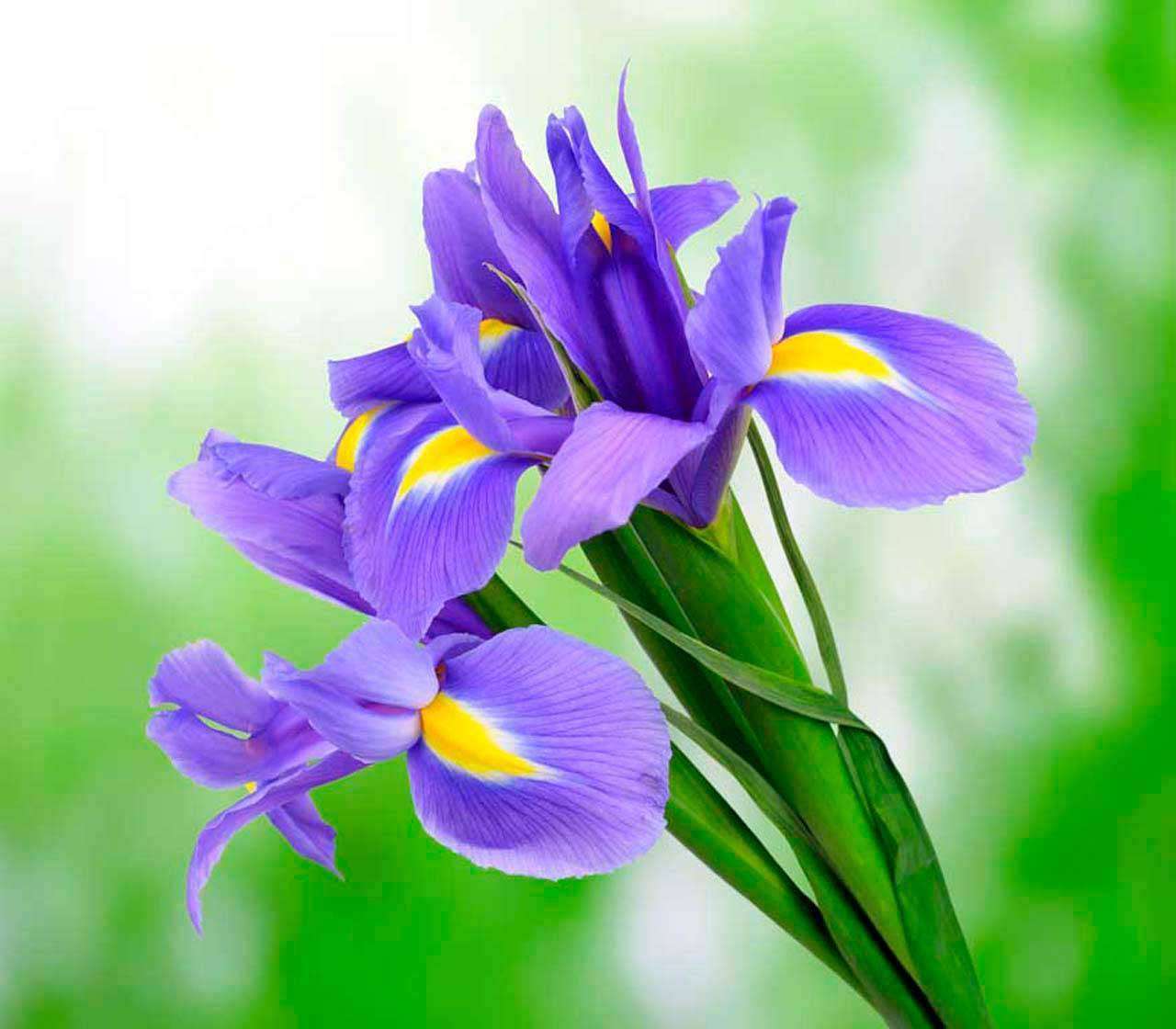 Фотообои в интерьере ирисы в саду  10-012 фото