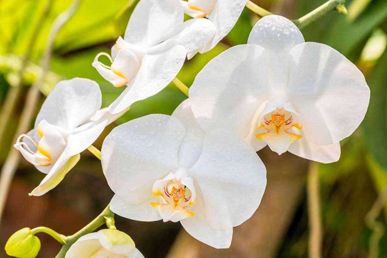 Фотообои в интерьере красивая веточка орхидеи  10-186 фото