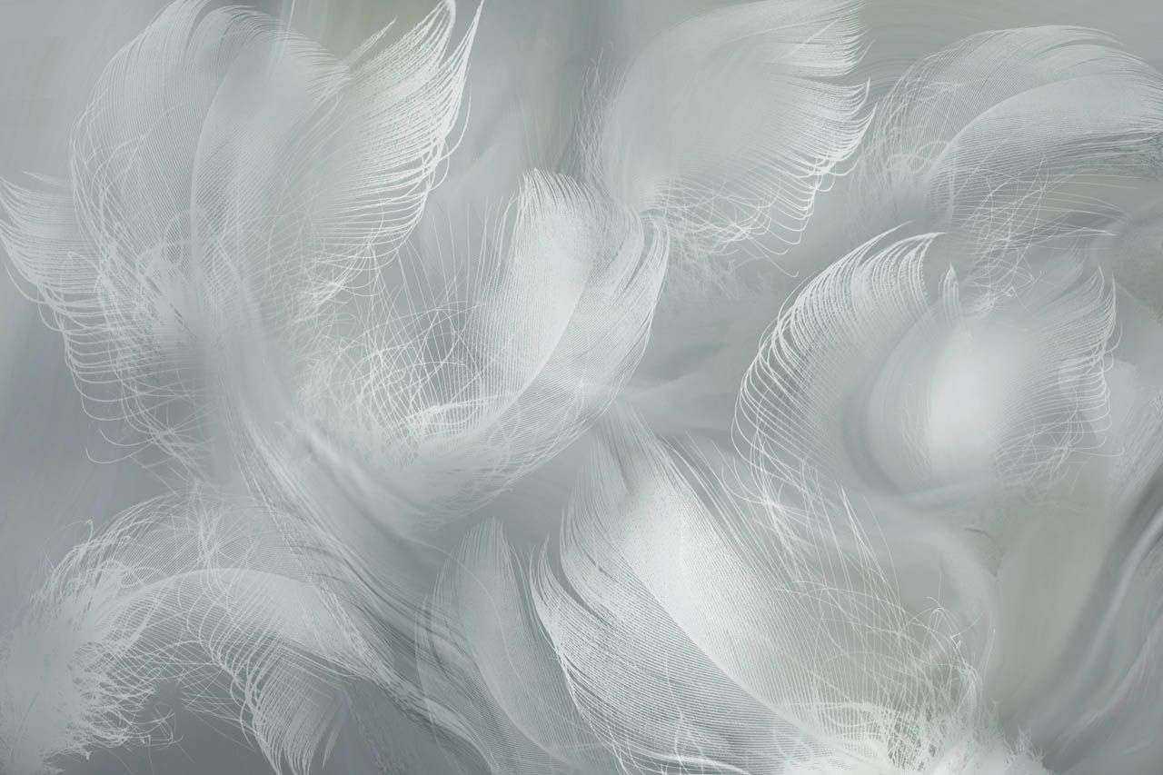 Фотообои в интерьере перья фон  13-697 фото