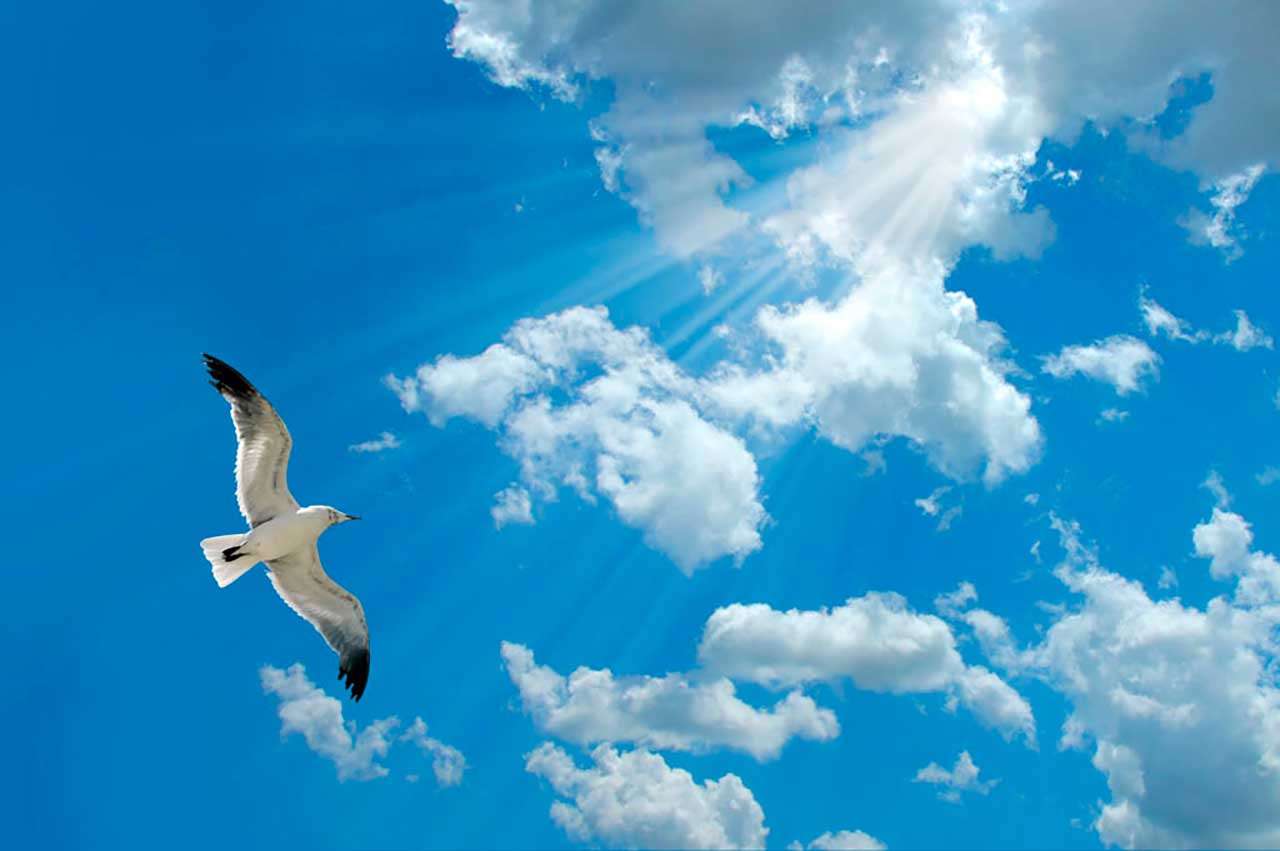 Фотообои в интерьере птица в пространстве неба  9-369 фото