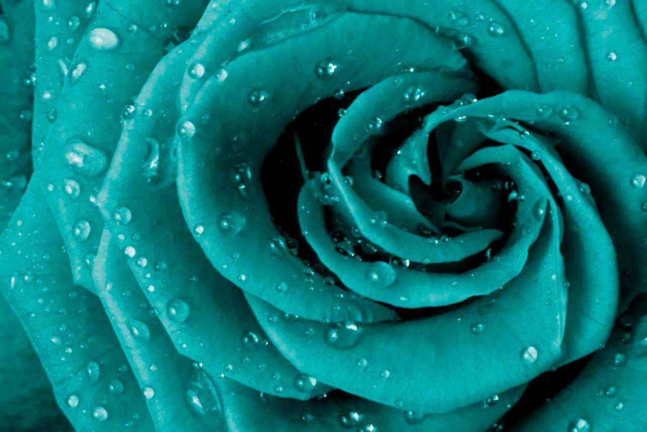 Фотообои в интерьере изящная роза с каплями воды  10-315 фото