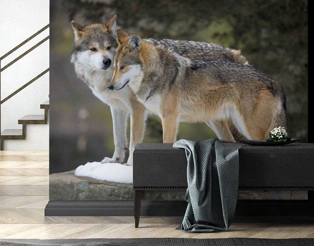 Фотообои в интерьере волки. двое.  9-2068 фото