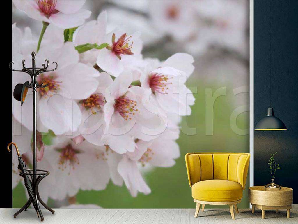 Фотообои Цветущая вишня весной  10-028