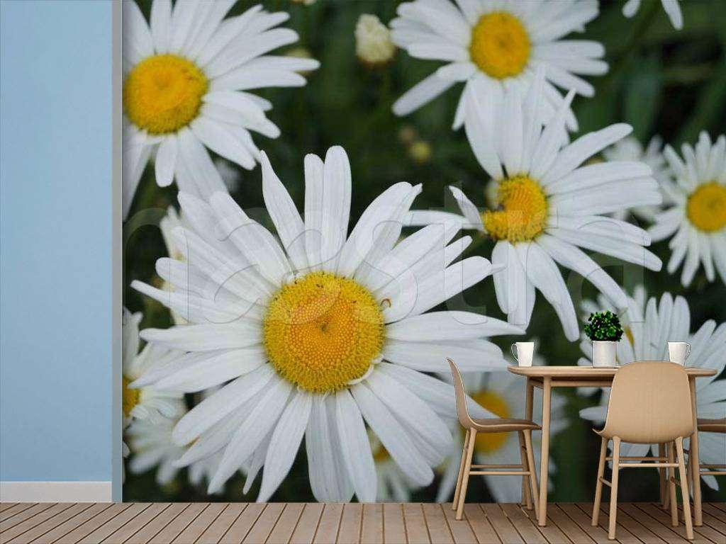 Фотообои Летние ромашки  10-340