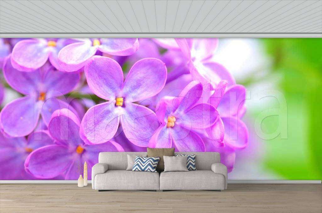Фотообои Крупные цветы сирени  10-056