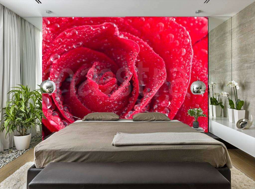 Фотообои Красная роза с каплями росы  10-279