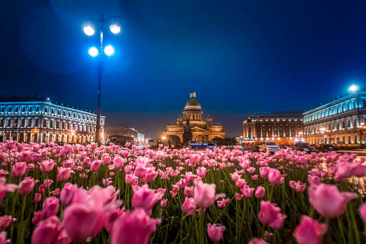 Фотообои в интерьере розовые тюльпаны у исаакиевского собора в ночи  9-668 фото