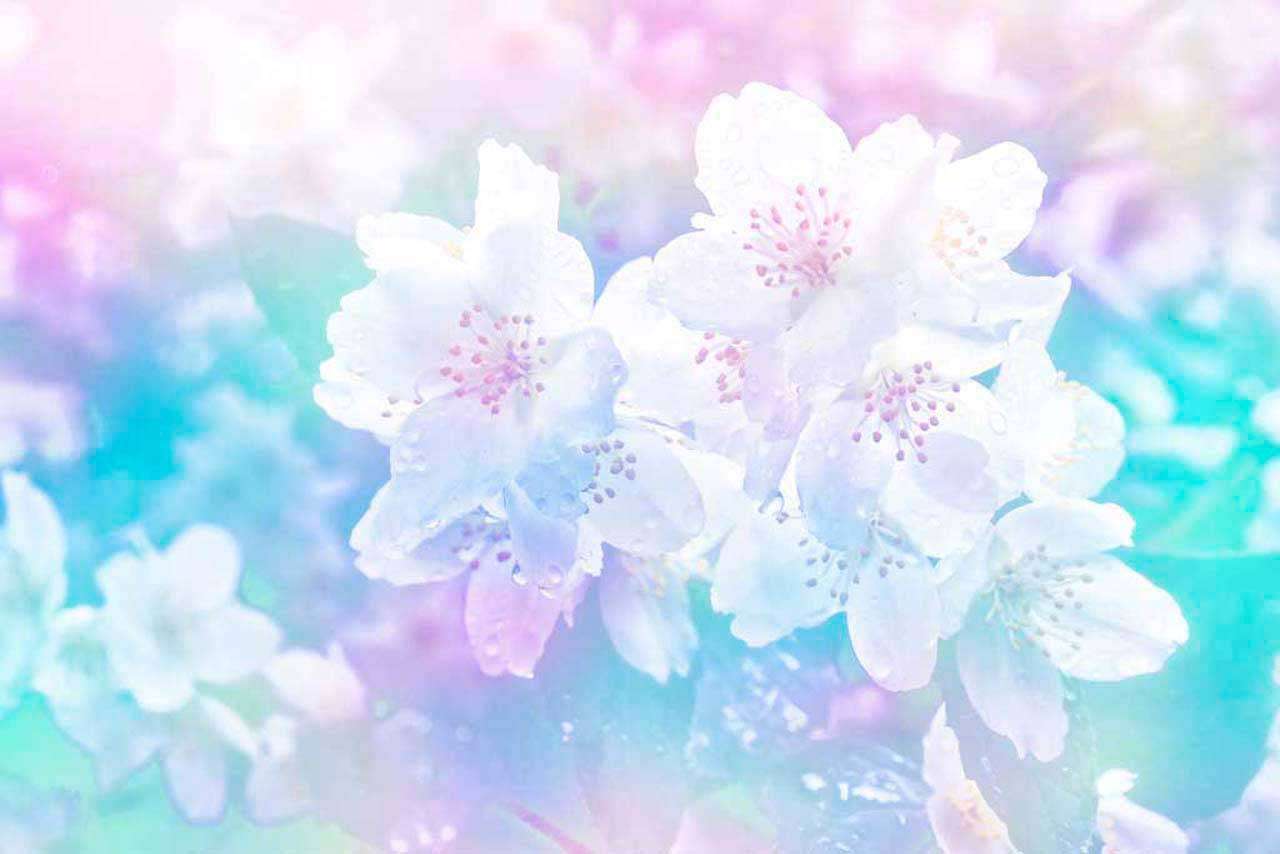 Фотообои в интерьере белоснежный жасмин на сиреневом фоне  10-115 фото