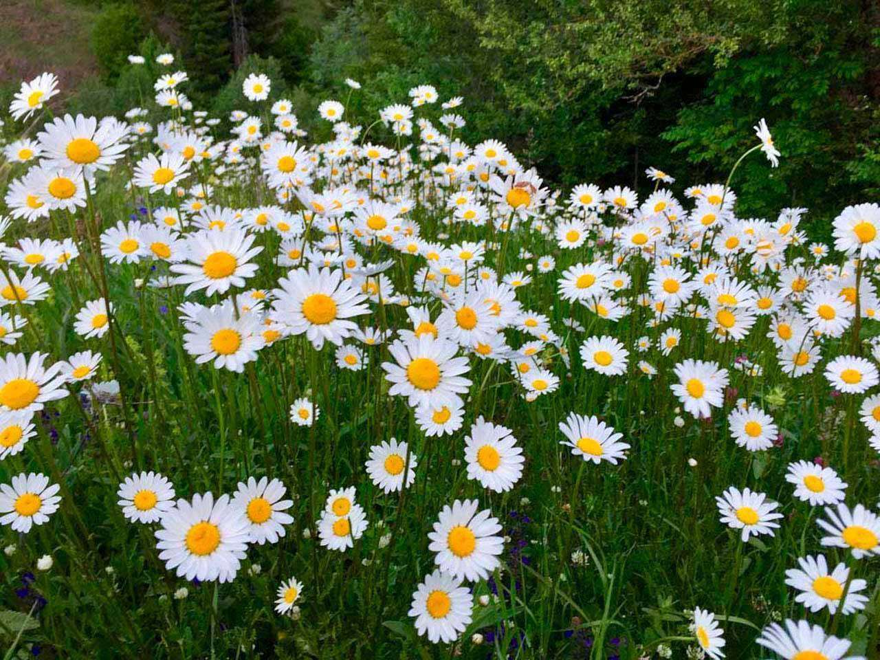 Фотообои в интерьере лекарственные ромашки  10-331 фото