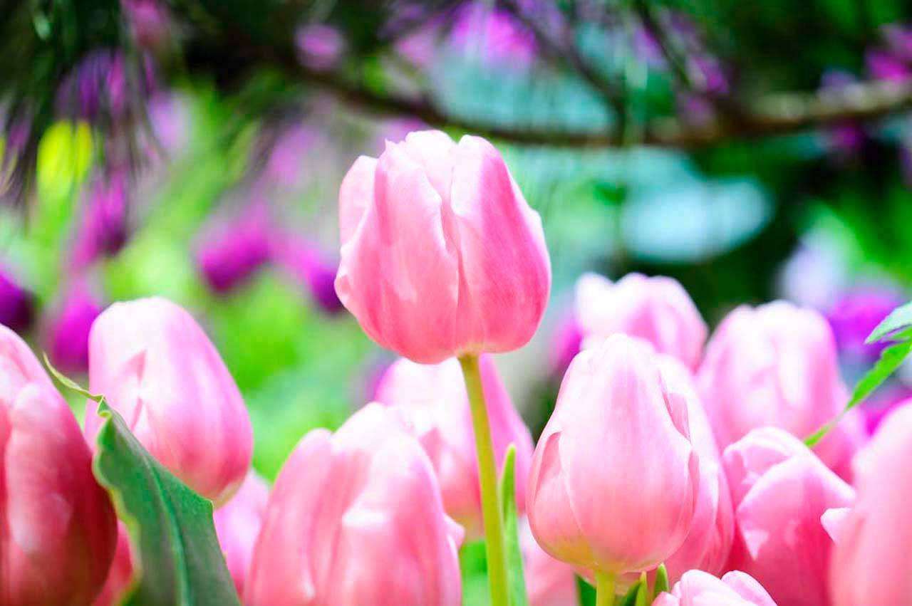 Фотообои в интерьере розовые тюльпаны 3д в поле  3-163 фото