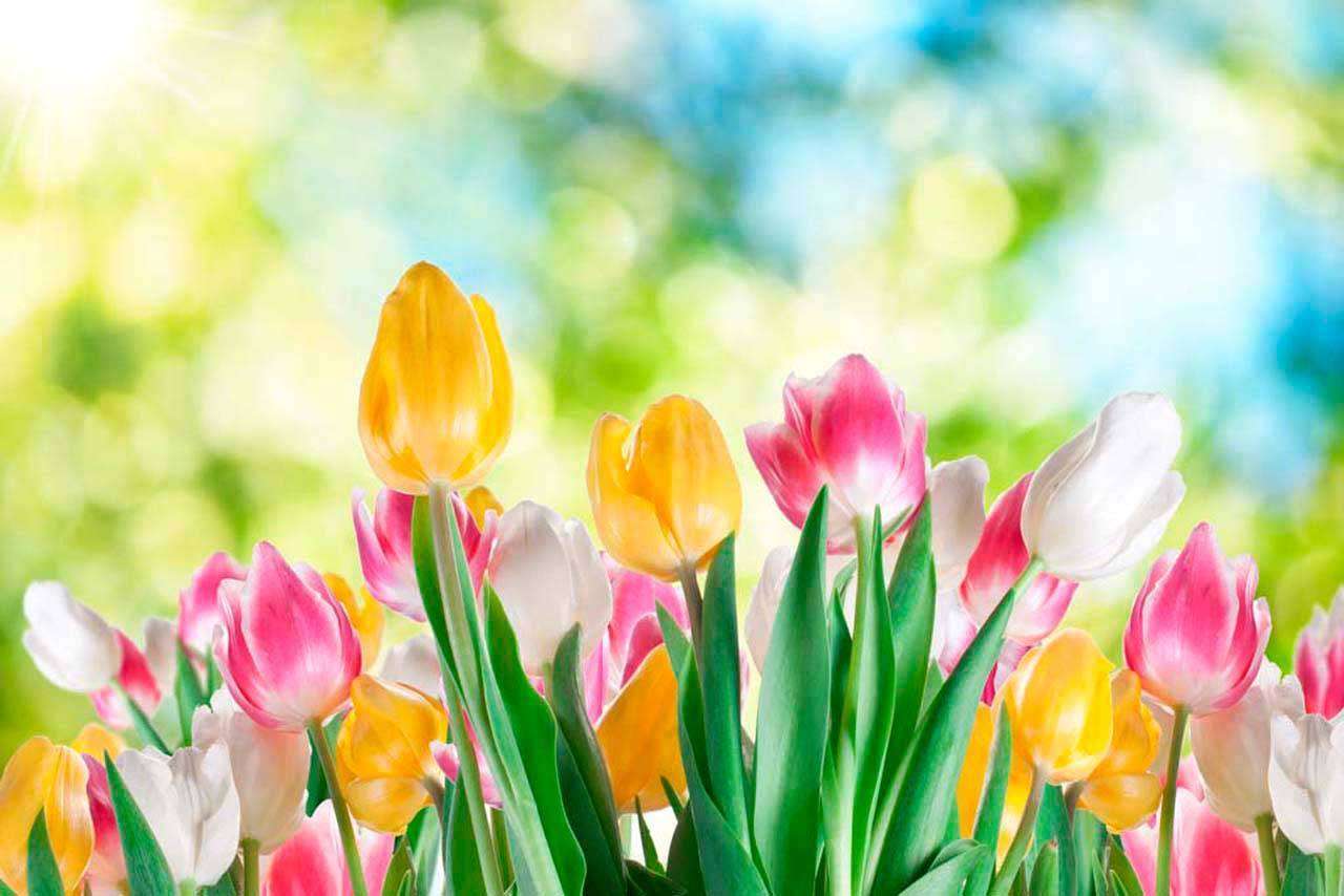 Фотообои в интерьере желтые и розовые тюльпаны  4-052 фото