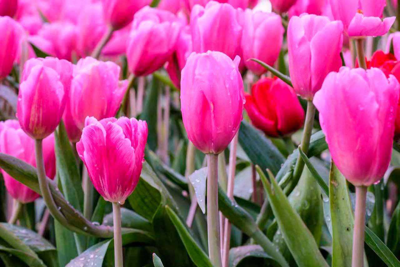 Фотообои в интерьере поле розовых тюльпанов  10-127 фото