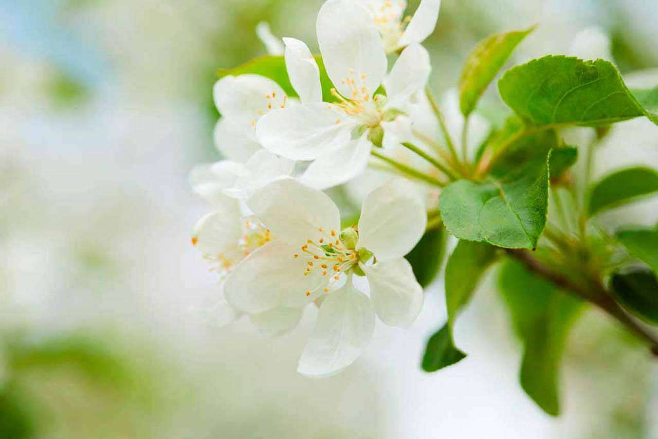 Фотообои в интерьере яблоневый цвет  10-085 фото