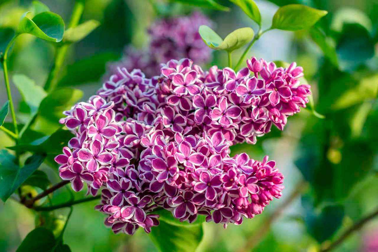 Фотообои в интерьере сирень весной  10-046 фото