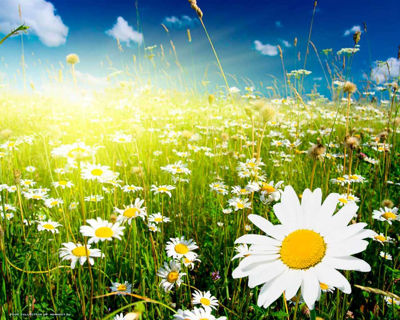 Фотообои в интерьере поле ромашек и лучи солнца  9-387 фото