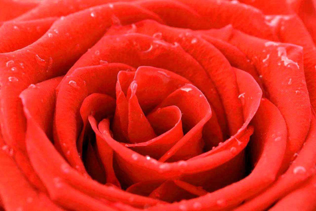 Фотообои в интерьере красная роза великолепная  10-290 фото