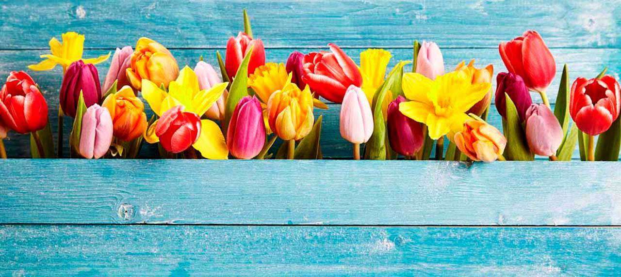 Фотообои в интерьере радуга из тюльпанов  10-136 фото