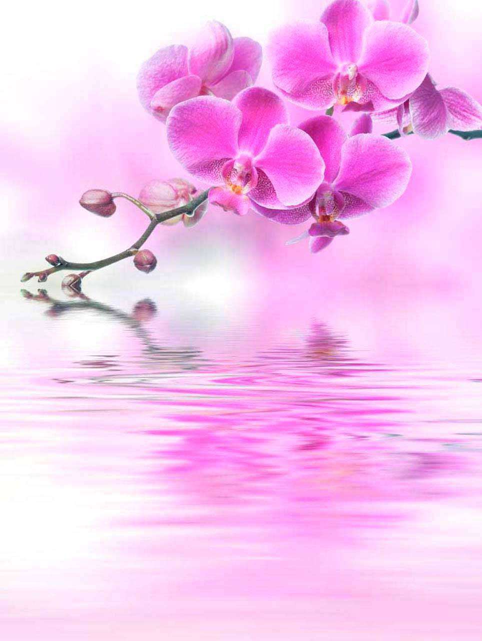 Фотообои в интерьере розовая орхидея на белом фоне над водой  10-209 фото