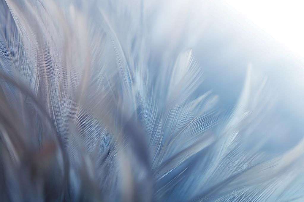 Фотообои в интерьере белый фон текстуры пера  9-1219 фото