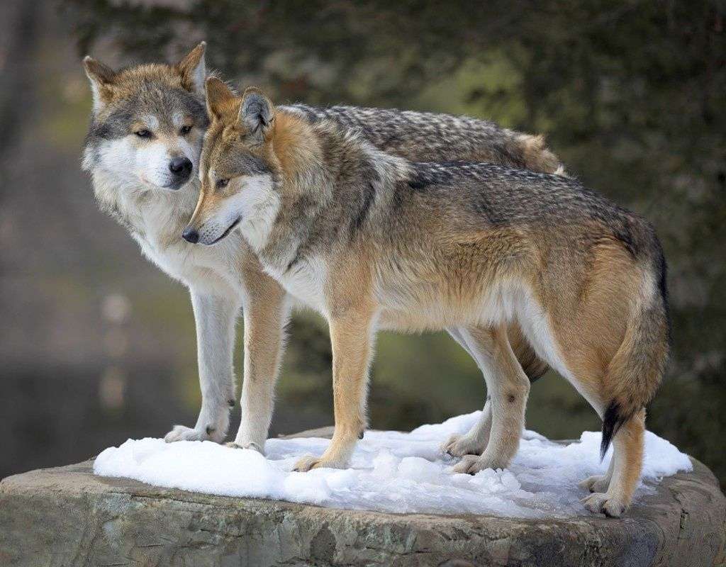 Фотообои в интерьере волки. двое.  9-2068 фото