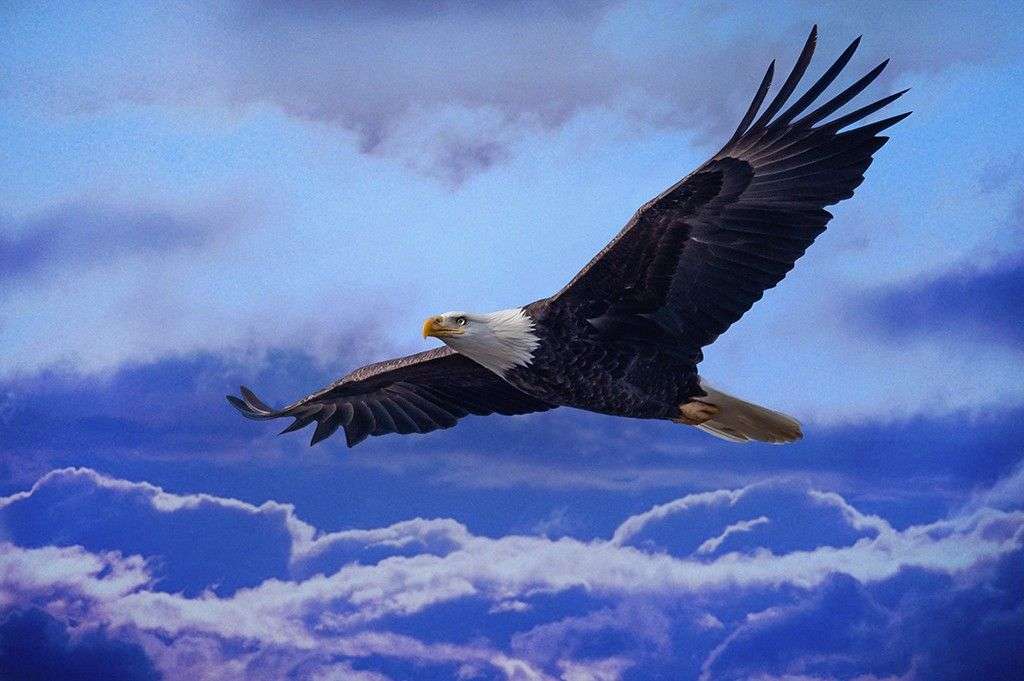 Фотообои в интерьере парящий орел    9-1893 фото