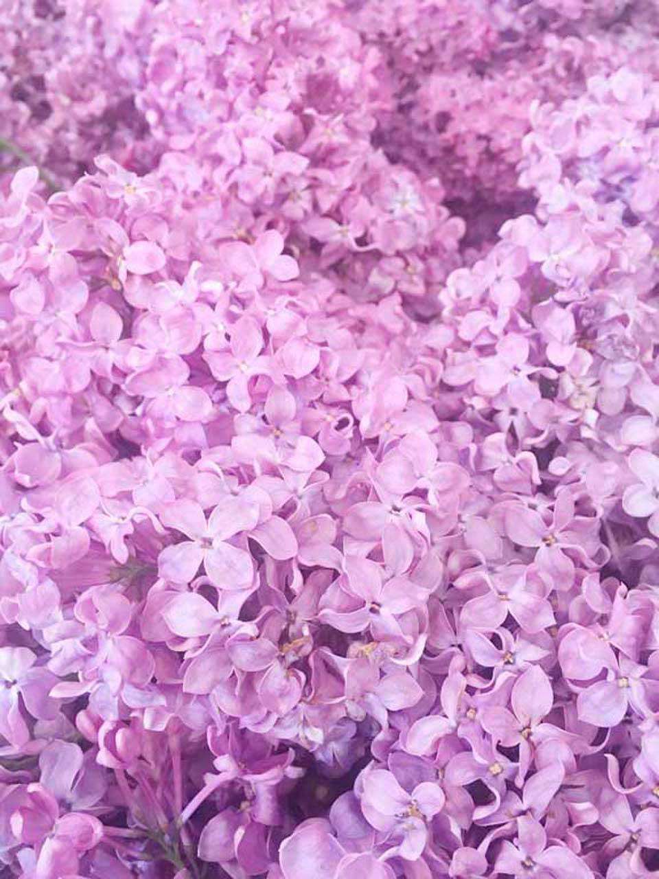 Фотообои в интерьере фон из сирени  10-061 фото